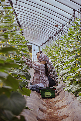 포토 JPG 주간 전신 커플 여자 남자 실내 상반신 20대 성인 두명 옆모습 바구니 농사 한국인 수확 가을 농촌 농부 귀농 비닐하우스 전원생활 웅크림 손뻗기 오이밭 성인만 국내포토 여주시 자연요소 직업 계절 뷰포인트 밭 농업 관계 모션 사람 동양인 청년 내부 생활 시골 경기도 파일형식