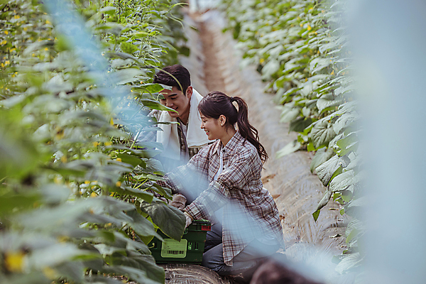 포토 JPG 주간 전신 커플 여자 남자 실내 미소 상반신 20대 성인 두명 옆모습 바구니 농사 한국인 수확 가을 농촌 잡기 농부 소프트포커스 귀농 비닐하우스 전원생활 웅크림 오이밭 성인만 국내포토 여주시 자연요소 직업 계절 뷰포인트 밭 농업 관계 모션 촬영기법 표정 사람 동양인 청년 내부 생활 시골 경기도 파일형식