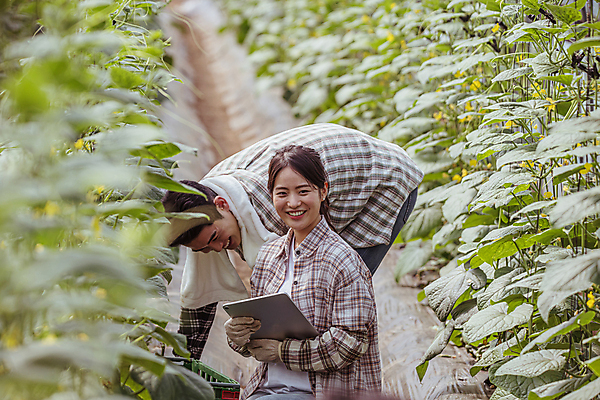 포토 JPG 주간 커플 응시 여자 남자 실내 관리 허리숙이기 미소 들기 상반신 20대 성인 두명 옆모습 아웃포커스 태블릿 농사 한국인 가을 농촌 농부 소프트포커스 귀농 비닐하우스 전원생활 오이밭 성인만 스마트팜 국내포토 여주시 자연요소 직업 시선 계절 뷰포인트 밭 농업 관계 모션 촬영기법 표정 숙이기 사람 동양인 청년 내부 생활 전자제품 스마트기기 농장 시골 경기도 파일형식
