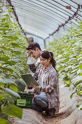 포토 JPG 주간 전신 커플 응시 여자 남자 실내 관리 미소 들기 상반신 20대 성인 두명 옆모습 태블릿 바구니 농사 한국인 가을 농촌 농부 귀농 닦기 비닐하우스 전원생활 오이밭 성인만 스마트팜 땀흘리기 국내포토 여주시 자연요소 직업 시선 계절 뷰포인트 컨셉 밭 농업 관계 모션 표정 사람 동양인 청년 내부 생활 전자제품 스마트기기 농장 시골 경기도 파일형식