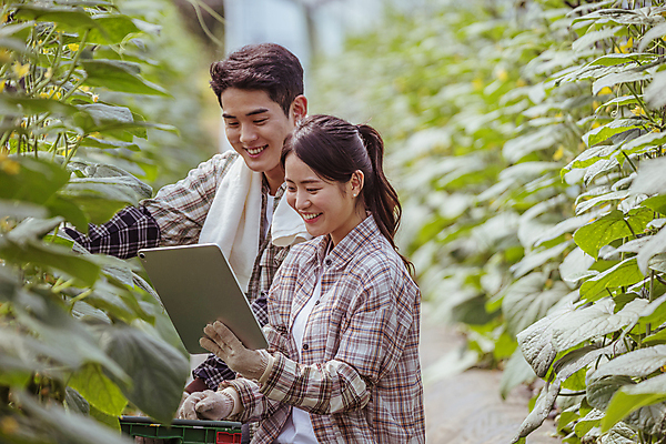 포토 JPG 주간 커플 응시 여자 남자 실내 관리 미소 들기 상반신 20대 성인 두명 옆모습 아웃포커스 태블릿 농사 한국인 가을 농촌 농부 귀농 비닐하우스 전원생활 오이밭 성인만 스마트팜 국내포토 여주시 자연요소 직업 시선 계절 뷰포인트 밭 농업 관계 모션 촬영기법 표정 사람 동양인 청년 내부 생활 전자제품 스마트기기 농장 시골 경기도 파일형식