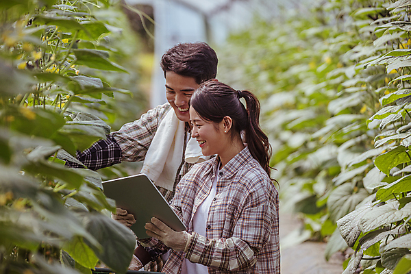 포토 JPG 주간 커플 응시 여자 남자 실내 관리 미소 들기 상반신 20대 성인 두명 옆모습 아웃포커스 태블릿 농사 한국인 가을 농촌 농부 귀농 비닐하우스 전원생활 오이밭 성인만 스마트팜 국내포토 여주시 자연요소 직업 시선 계절 뷰포인트 밭 농업 관계 모션 촬영기법 표정 사람 동양인 청년 내부 생활 전자제품 스마트기기 농장 시골 경기도 파일형식