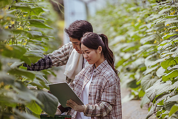 포토 JPG 주간 커플 응시 여자 남자 실내 관리 들기 상반신 20대 성인 두명 옆모습 아웃포커스 태블릿 농사 한국인 가을 농촌 농부 귀농 비닐하우스 전원생활 오이밭 성인만 스마트팜 국내포토 여주시 자연요소 직업 시선 계절 뷰포인트 밭 농업 관계 모션 촬영기법 사람 동양인 청년 내부 생활 전자제품 스마트기기 농장 시골 경기도 파일형식