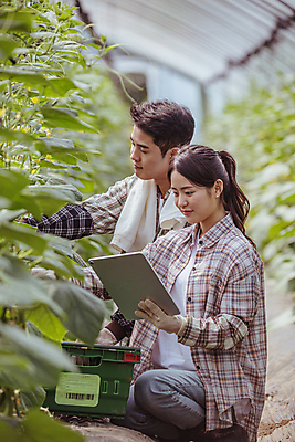 포토 JPG 주간 커플 응시 여자 남자 실내 관리 들기 상반신 20대 성인 두명 옆모습 아웃포커스 태블릿 바구니 농사 한국인 가을 농촌 농부 귀농 비닐하우스 전원생활 웅크림 오이밭 성인만 스마트팜 국내포토 여주시 자연요소 직업 시선 계절 뷰포인트 밭 농업 관계 모션 촬영기법 사람 동양인 청년 내부 생활 전자제품 스마트기기 농장 시골 경기도 파일형식