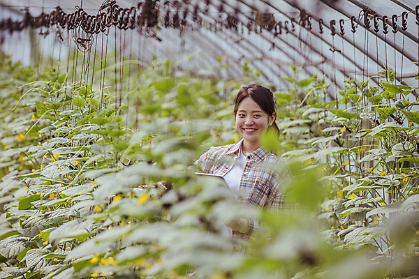 포토 JPG 주간 커플 응시 여자 실내 관리 한명 미소 들기 상반신 20대 성인 앞모습 태블릿 농사 한국인 가을 농촌 농부 소프트포커스 귀농 비닐하우스 전원생활 오이밭 성인여자한명만 스마트팜 국내포토 여주시 자연요소 직업 1 시선 계절 뷰포인트 밭 농업 관계 모션 촬영기법 표정 사람 동양인 청년 내부 생활 전자제품 스마트기기 농장 시골 경기도 여자한명만 성인여자만 파일형식