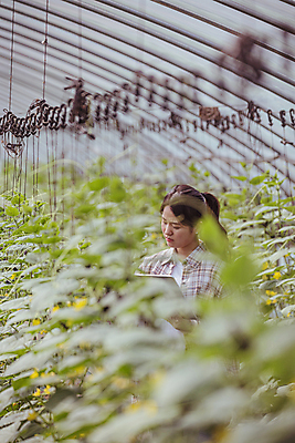 포토 JPG 주간 응시 여자 실내 관리 한명 들기 상반신 20대 성인 옆모습 태블릿 농사 한국인 가을 농촌 농부 소프트포커스 귀농 비닐하우스 전원생활 오이밭 성인여자한명만 스마트팜 국내포토 여주시 자연요소 직업 1 시선 계절 뷰포인트 밭 농업 모션 촬영기법 사람 동양인 청년 내부 생활 전자제품 스마트기기 농장 시골 경기도 여자한명만 성인여자만 파일형식