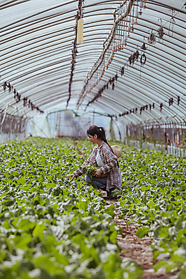 포토 JPG 주간 전신 여자 밭 실내 한명 20대 성인 옆모습 농사 한국인 수확 가을 농촌 잡기 농부 근대 밀짚모자 귀농 비닐하우스 전원생활 웅크림 손뻗기 성인여자한명만 국내포토 여주시 자연요소 직업 모자_잡화 1 계절 뷰포인트 농업 채소 모션 사람 동양인 청년 내부 생활 시골 경기도 여자한명만 성인여자만 파일형식