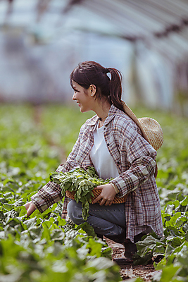 포토 JPG 주간 전신 여자 밭 실내 한명 미소 20대 성인 옆모습 아웃포커스 바구니 농사 한국인 수확 가을 농촌 잡기 농부 근대 소프트포커스 밀짚모자 귀농 비닐하우스 전원생활 웅크림 성인여자한명만 국내포토 여주시 자연요소 직업 모자_잡화 1 계절 뷰포인트 농업 채소 모션 촬영기법 표정 사람 동양인 청년 내부 생활 시골 경기도 여자한명만 성인여자만 파일형식