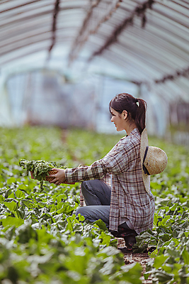 포토 JPG 주간 전신 여자 밭 실내 한명 들기 20대 성인 옆모습 아웃포커스 바구니 농사 한국인 수확 가을 농촌 농부 근대 소프트포커스 밀짚모자 귀농 비닐하우스 전원생활 웅크림 성인여자한명만 국내포토 여주시 자연요소 직업 모자_잡화 1 계절 뷰포인트 농업 채소 모션 촬영기법 사람 동양인 청년 내부 생활 시골 경기도 여자한명만 성인여자만 파일형식