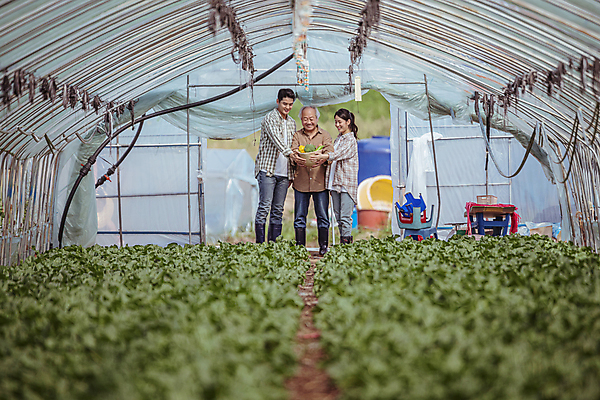 포토 JPG 주간 전신 응시 여자 노년 남자 밭 실내 서기 미소 들기 20대 성인 앞모습 옆모습 세명 농작물 바구니 한국인 가을 농촌 농부 근대 귀농 70대 비닐하우스 전원생활 국내포토 여주시 자연요소 직업 시선 계절 뷰포인트 농업 채소 모션 표정 사람 동양인 청년 내부 생활 시골 경기도 파일형식