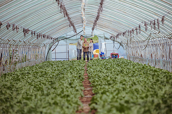 포토 JPG 주간 전신 여자 노년 남자 밭 실내 서기 미소 들기 20대 성인 앞모습 옆모습 세명 농작물 한국인 가을 농촌 농부 근대 귀농 70대 비닐하우스 전원생활 국내포토 여주시 자연요소 직업 계절 뷰포인트 농업 채소 모션 표정 사람 동양인 청년 내부 생활 시골 경기도 파일형식