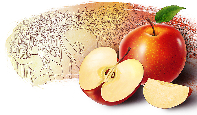 PSD 여자 남자 농업 일러스트 상반신 성인 빨간색 세명 농작물 노란색 농사 수확 사과 농부 과수원 슬라이스 손뻗기 반쪽사과 성인만 국내일러스트 직업 산업 컬러 과일 모션 사람 파일형식