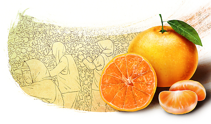 PSD 여자 농업 일러스트 귤 상반신 성인 세명 농작물 노란색 농사 수확 농부 과수원 슬라이스 제주감귤 귤나무 챙모자 성인여자만 국내일러스트 나무 직업 모자_잡화 산업 컬러 과일 사람 제주도 특산물 여자만 성인만 파일형식