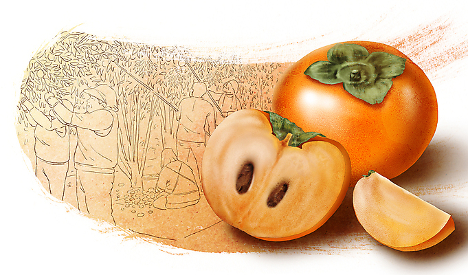 PSD 여자 남자 농업 일러스트 감 서기 들기 앉기 여러명 상반신 성인 농사 주황색 수확 가을 장대 농부 과수원 반쪽 슬라이스 성인만 국내일러스트 직업 계절 산업 컬러 다수 과일 모션 사람 파일형식