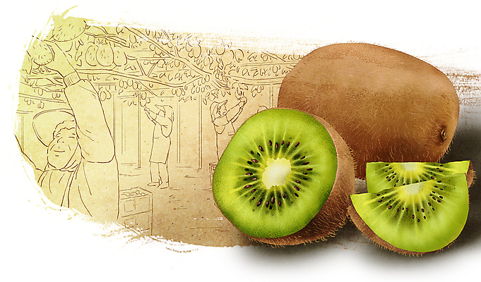 전신 PSD 여자 농업 일러스트 키위 서기 성인 세명 초록색 농작물 농사 수확 과수원 반쪽 슬라이스 손뻗기 챙모자 성인여자만 국내일러스트 모자_잡화 산업 컬러 과일 모션 사람 여자만 성인만 파일형식