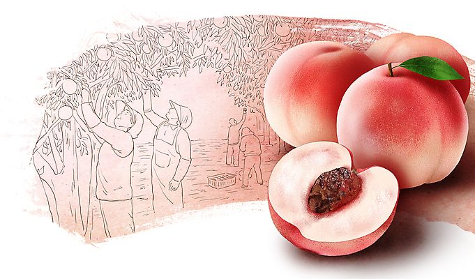 전신 PSD 여자 남자 분홍색 농업 일러스트 서기 여러명 상반신 성인 농작물 농사 수확 과수원 반쪽 슬라이스 복숭아 손뻗기 복사나무 성인만 국내일러스트 나무 산업 컬러 다수 과일 모션 사람 파일형식