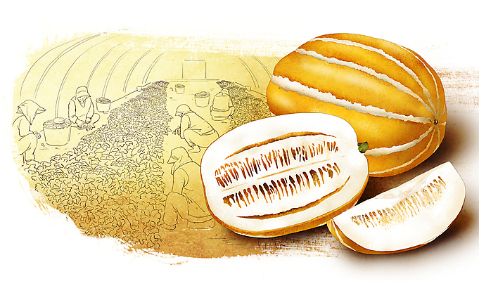 전신 PSD 여자 농업 의자 일러스트 앉기 여러명 성인 농작물 노란색 농사 수확 과수원 참외 웅크림 참외밭 성인여자만 국내일러스트 산업 컬러 가구 다수 밭 과일 모션 사람 여자만 성인만 파일형식