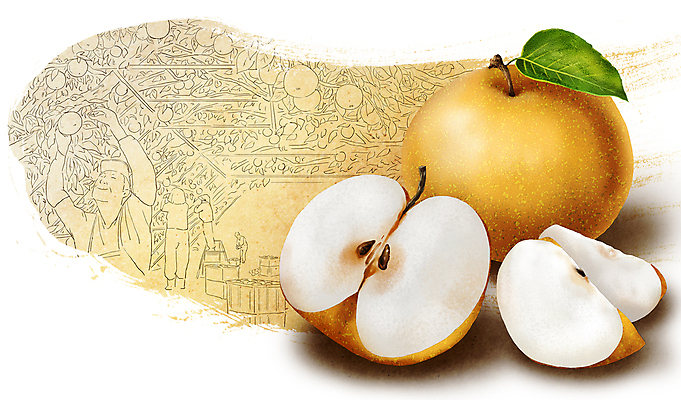 전신 PSD 여자 남자 농업 일러스트 사다리 서기 여러명 상반신 성인 농작물 노란색 농사 수확 배 과수원 반쪽 슬라이스 손뻗기 배나무 성인만 국내일러스트 나무 산업 컬러 다수 과일 모션 사람 도구 파일형식