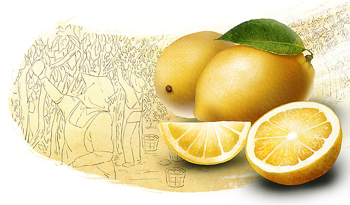 전신 PSD 여자 농업 일러스트 서기 상반신 성인 두명 농작물 노란색 바구니 농사 수확 과수원 레몬 반쪽 슬라이스 챙모자 성인여자만 국내일러스트 모자_잡화 산업 컬러 과일 모션 사람 여자만 성인만 파일형식