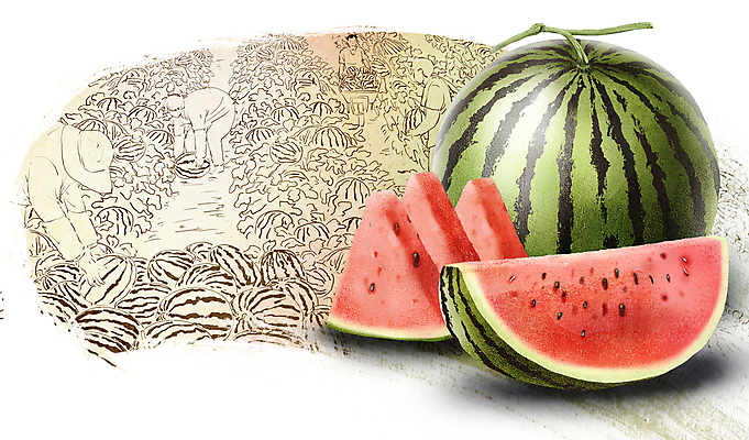 전신 PSD 여자 남자 농업 일러스트 수박 허리숙이기 들기 여러명 상반신 성인 초록색 여름 농작물 농사 수확 과수원 반쪽수박 베이지색 수박밭 수박조각 성인만 국내일러스트 계절 산업 컬러 조각 다수 밭 과일 모션 숙이기 사람 파일형식