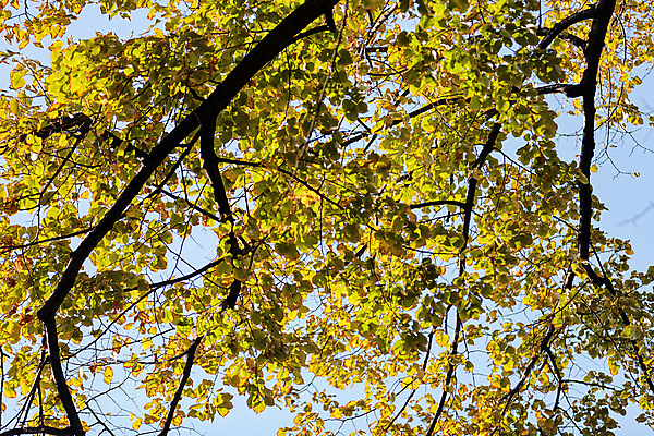 포토 JPG 해외이미지 나무 구름 계절 공원 여행 잎 오렌지 자연 하늘 산 풍경 초원 사람없음 야외 초록색 파란색 빛 햇빛 태양 노란색 환경 낭만 가을 황금 숲 속도 내추럴 전국 해외포토 자연요소 식물 공공시설 컬러 컨셉 과일 생태계 파일형식 이미지허브