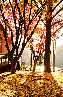 포토 JPG 해외이미지 주간 단풍 단풍나무 주택 사람없음 야외 해외포토 자연요소 나무 잎 건물 파일형식 이미지허브