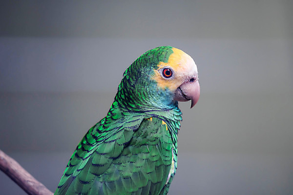 포토 JPG 해외이미지 한마리 자연 근접촬영 사람없음 초록색 나뭇가지 앵무새 해외포토 나무 1 뷰포인트 컬러 조류 생태계 파일형식 이미지허브