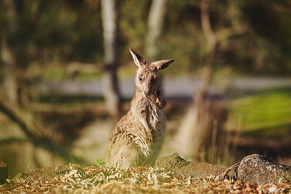 포토 JPG 해외이미지 동물 공원 얼굴 야생동물 백그라운드 포유류 자연 초식동물 털 사람없음 야외 초록색 갈색 머리 여행객 환경 회색 흰색 닫기 호주 경계 호기심 코 귀 목 캥거루 동쪽 내추럴 동물상 오지 집게발 튕기기 해외포토 공공시설 감정 컬러 컨셉 모션 사람 신체부위 조형물 오세아니아 방향 생태계 파일형식 이미지허브