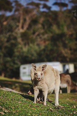 포토 JPG 해외이미지 동물 야생동물 백그라운드 포유류 자연 휴식 털 따뜻함 동물원 사람없음 야외 회색 흰색 아기 잠 호주 꼬리 위치 캥거루 동쪽 동물상 해외포토 컬러 컨셉 사람 조형물 오세아니아 방향 생태계 파일형식 이미지허브