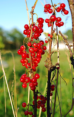 포토 JPG 해외이미지 과일 재료 자연 건강 사람없음 빨간색 여름 정원 신선 달콤 맛 성분 건포도 해외포토 계절 컬러 컨셉 포도 생태계 건과일 파일형식 이미지허브