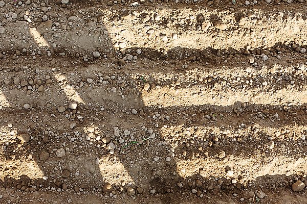 포토 JPG 해외이미지 식물 계절 지구 음식 백그라운드 밭 농업 채소 자연 새로움 씨앗 사람없음 야외 초록색 농작물 농장 갈색 정원 흙 봄 성장 시골 업무 농부 땅 뿌리기 준비 유기농 원예 날것 먼지 내추럴 땅바닥 모종 밭일 심기 파종 세련 해외포토 직업 웰빙 산업 컬러 컨셉 모션 바닥 취미 농사 작업 생태계 파일형식 이미지허브