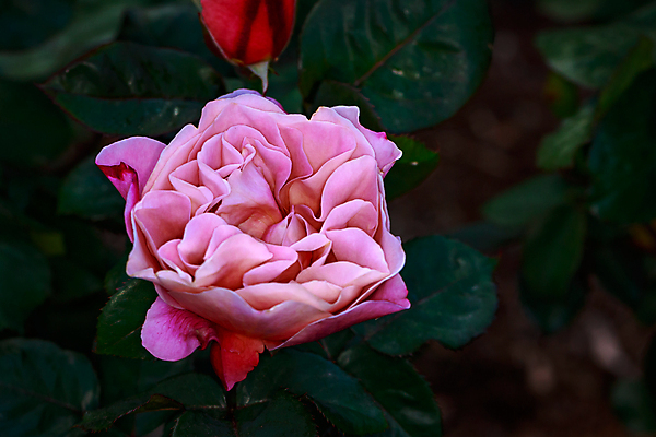 포토 JPG 해외이미지 꽃 산업 농업 자연 사람없음 야외 가로 컬러풀 한개 장미 봄 닫기 원예 카피스페이스 해외포토 식물 1 계절 컬러 모션 취미 공백 생태계 파일형식 이미지허브