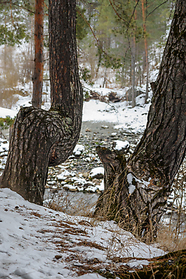 포토 JPG 해외이미지 나무 식물 계절 공원 겨울 자연 하늘 풍경 사람없음 야외 목재 물 강 뷰티 환경 냉동 얼음 추위 흰색 소나무 숲 서리 자작나무 내추럴 눈내림 해외포토 자연요소 공공시설 컬러 재료 눈_날씨 생태계 파일형식 이미지허브