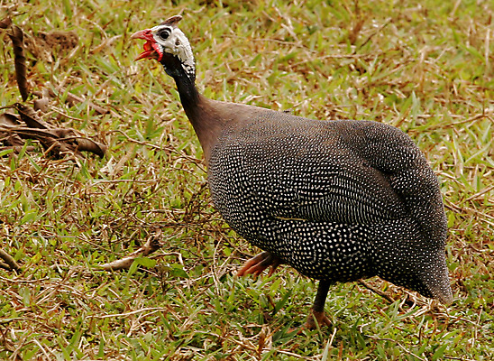 포토 JPG 해외이미지 동물 야생동물 음식 자연 조류 사람없음 머리 치킨 깃털 부리 머리장식 내추럴 암탉 앙골라 해외포토 나라 신체부위 장식 닭 암컷 생태계 닭고기요리 파일형식 이미지허브