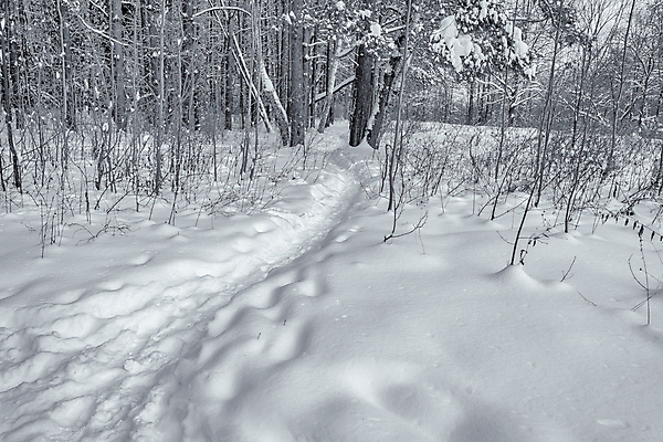 포토 JPG 해외이미지 나무 식물 구름 계절 공원 도로 길 여행 백그라운드 겨울 자연 하늘 날씨 흑백 풍경 사람없음 야외 목재 빛 뷰티 환경 냉동 검은색 추위 흰색 숲 서리 장면 방법 제설기 해외포토 자연요소 공공시설 컬러 재료 교통시설 촬영기법 생태계 제설 파일형식 이미지허브