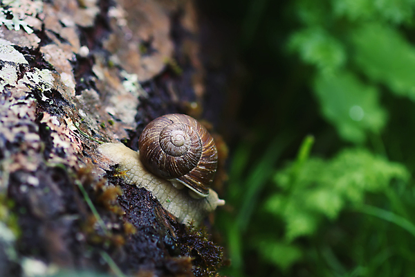 포토 JPG 해외이미지 주간 나무 한마리 근접촬영 사람없음 야외 아웃포커스 기어가기 해외포토 자연요소 식물 1 뷰포인트 모션 촬영기법 파일형식 이미지허브