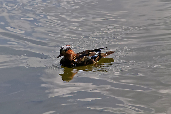 포토 JPG 해외이미지 동물 호수 파도 바다 날개 오렌지 자연 조류 사람없음 야외 물 강 갈색 수영 침묵 연못 고립 혼자 못생김 해외포토 자연요소 컬러 과일 소리 수상스포츠 생태계 파일형식 이미지허브