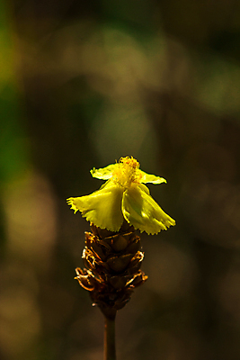 포토 JPG 해외이미지 식물 디자인 계절 공원 꽃 줄기 여행 백그라운드 꽃무늬 밭 태국 자연 사람없음 야외 장식 초록색 파란색 컬러풀 뷰티 노란색 환경 정원 보라색 봄 낭만 젖음 벚꽃 신선 개화 질감 내추럴 강렬 해외포토 공공시설 아시아 컬러 컨셉 무늬 농업 생태계 파일형식 이미지허브