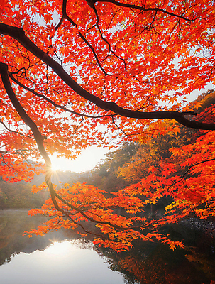 포토 JPG 해외이미지 주간 호수 단풍 단풍나무 사람없음 야외 빛 해외포토 자연요소 나무 잎 파일형식 이미지허브