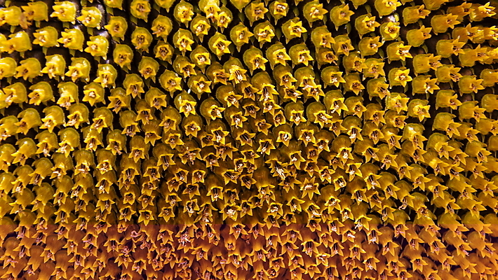 포토 JPG 해외이미지 식물 꽃 음식 백그라운드 패턴 농업 오렌지 재료 자연 추상 해바라기 건조 건강 씨앗 사람없음 가로 여름 태양 노란색 검은색 수확 신선 그룹 닫기 기름 낟알 묘사 유기농 질감 날것 비타민 내추럴 단백질 신맛 채식주의자 비건 해외포토 자연요소 웰빙 계절 산업 컬러 무늬 과일 모션 맛 생태계 채식 영양소 파일형식 이미지허브