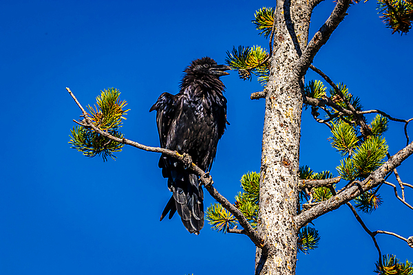 포토 JPG 해외이미지 나무 동물 북아메리카 자연 조류 사람없음 야외 가로 컬러풀 미국 닫기 까마귀 와이오밍 해외포토 식물 컬러 모션 아메리카 생태계 파일형식 이미지허브