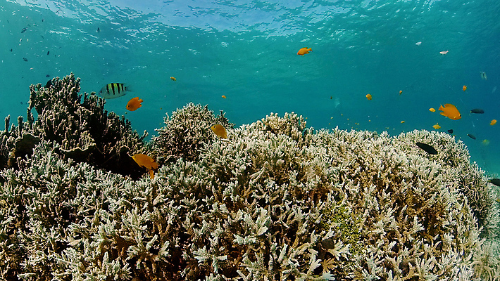 포토 JPG 해외이미지 바다 자연 어류 사람없음 바닷속 수중 산호초 수중사진 해외포토 수중동물 수중식물 생태계 파일형식 이미지허브