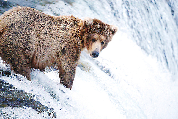 포토 JPG 해외이미지 주간 한마리 야생동물 곰 사람없음 야외 폭포 해외포토 자연요소 동물 1 포유류 자연 파일형식 이미지허브