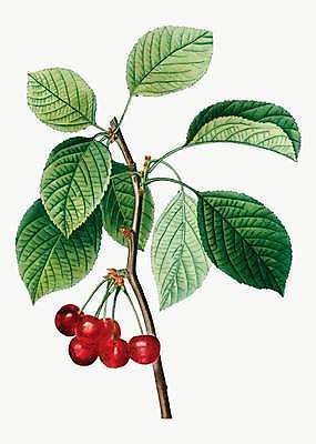 EPS 해외이미지 일러스트 나뭇잎 사람없음 나뭇가지 빈티지 체리 해외일러스트 나무 컨셉 잎 과일 파일형식 벡터 이미지허브