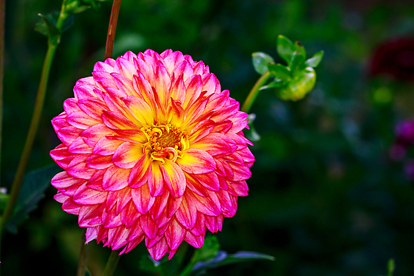 포토 JPG 해외이미지 꽃 산업 농업 자연 국화 사람없음 야외 가로 여름 컬러풀 닫기 달리아 원예 해외포토 식물 계절 컬러 모션 취미 생태계 파일형식 이미지허브