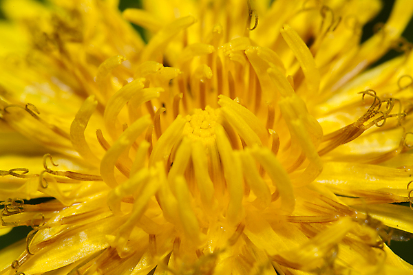 포토 JPG 해외이미지 주간 꽃잎 근접촬영 사람없음 야외 민들레 해외포토 자연요소 꽃 뷰포인트 파일형식 이미지허브