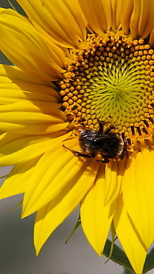 포토 JPG 해외이미지 식물 동물 꽃잎 꽃 야생동물 곤충 백그라운드 잎 꽃무늬 밭 농업 자연 해바라기 씨앗 사람없음 야외 초록색 컬러풀 태양 뷰티 노란색 정원 맑음 검은색 벚꽃 개화 닫기 수분 싱글 꽃가루 꿀 내추럴 호박벌 해외포토 자연요소 산업 컬러 무늬 모션 날씨 벌_곤충 가루 생태계 파일형식 이미지허브