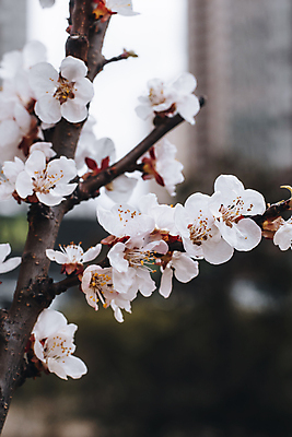 포토 JPG 해외이미지 나무 식물 계절 공원 꽃잎 꽃 유럽 분홍색 백그라운드 꽃무늬 과일 자연 사람없음 야외 뷰티 정원 봄 벚꽃 흰색 나뭇가지 개화 체리 숲 4월 자두 내추럴 우크라이나 해외포토 공공시설 나라 컬러 무늬 날짜 생태계 파일형식 이미지허브