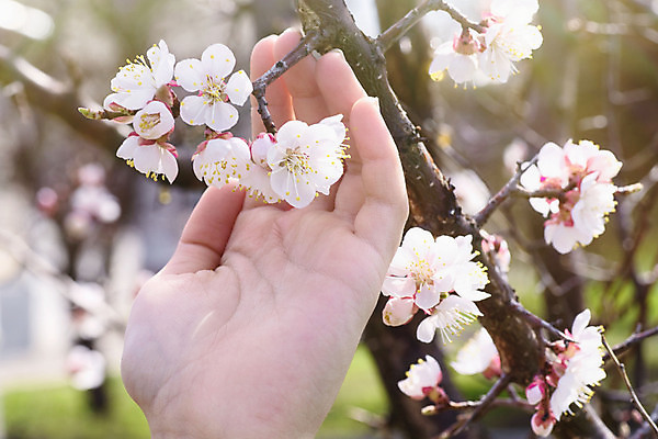 포토 JPG 해외이미지 주간 손 공원 꽃잎 야외 아웃포커스 신체부위 햇빛 봄 벚꽃 개화 해외포토 자연요소 계절 공공시설 꽃 촬영기법 사람 태양 파일형식 이미지허브