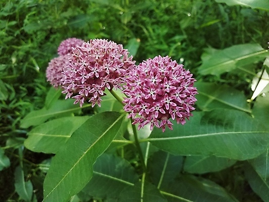 포토 JPG 해외이미지 식물 꽃잎 꽃 분홍색 잎 자연 사람없음 야외 초록색 봄 벚꽃 개화 해외포토 계절 컬러 생태계 파일형식 이미지허브